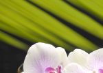 Керамическая плитка Березакерамика (Belani) Панно Азалия Орхидея 1 фисташковый 
