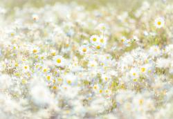 8-994 Daisies