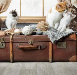 Бытовой утеплённый  линолеум Arnold 1