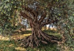 8-531 Olive Tree