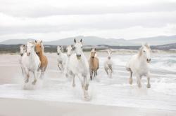 8-986 White Horses