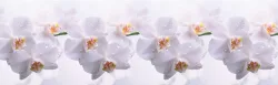 Нежная орхидея голубая