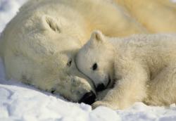 1-605 Polar Bears