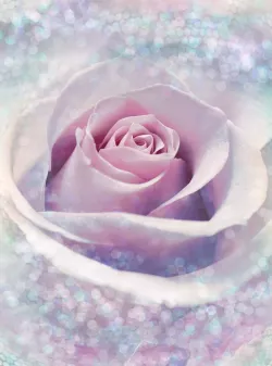 XXL2-020 Delicate Rose