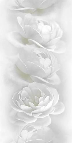 Белая роза 851