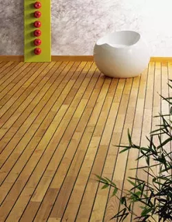 Акация (Acacia)
