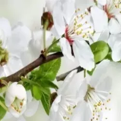 Кухонный фартук Цветущий сад N 2 белый RS