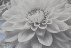 Elysium Лулу 909702