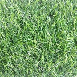Искусственная трава Green Eco 50