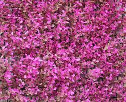 Искусственная трава модульная Фолкнер розовый №8