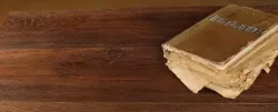 Дуб Мускат