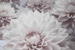 Elysium Лулу 909701