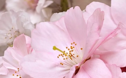 Изображение Керамическая плитка Belleza Декоративный массив Букет розовый 662 