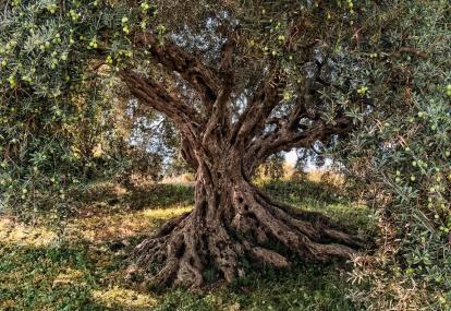 Изображение Обои Komar 8-531 Olive Tree 