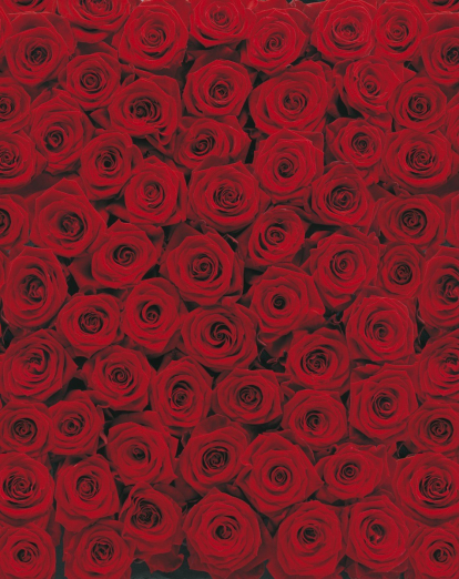 Изображение Обои Komar 4-077 Roses 