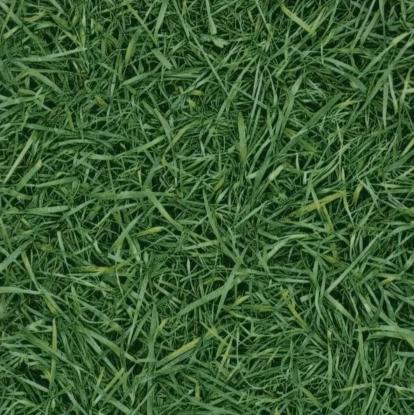 Изображение Линолеум Ivc Grass T25 