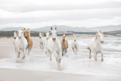 Изображение Обои Komar 8-986 White Horses 