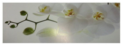 Изображение Стеновые панели Кухонные фартуки Кухонный фартук Орхидея белая 
