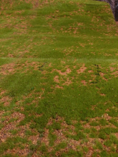Изображение Ковролин Искусственная трава Искусственный мох в песке №3 