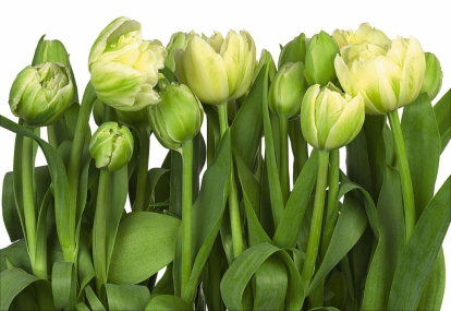 Изображение Обои Komar 8-900 Tulips 