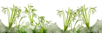 Изображение Стеновые панели Кухонные фартуки Цветы 17 