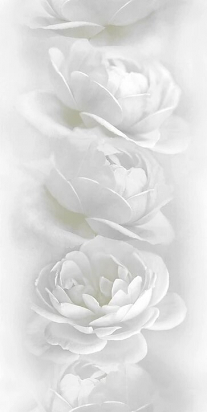Изображение Стеновые панели ПВХ Белая роза 851 