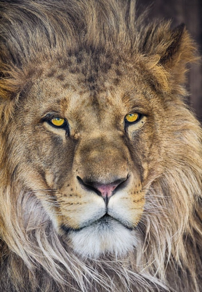 Изображение Обои Komar 1-619 Lion 