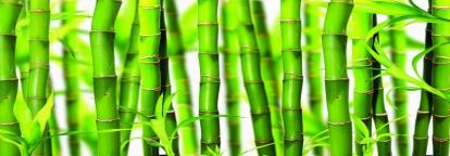 Изображение Стеновые панели Кухонные фартуки Зеленый бамбук 
