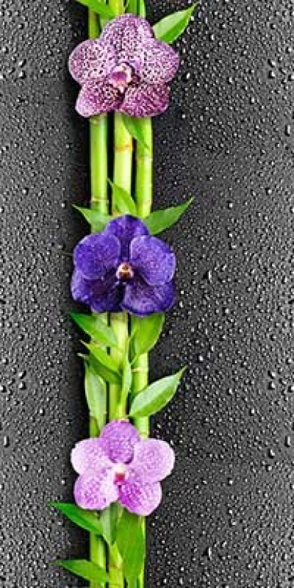 Изображение Стеновые панели ПВХ Орхидея 351 