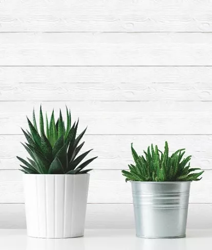 Изображение Стеновые панели Кухонные фартуки Кактусы 