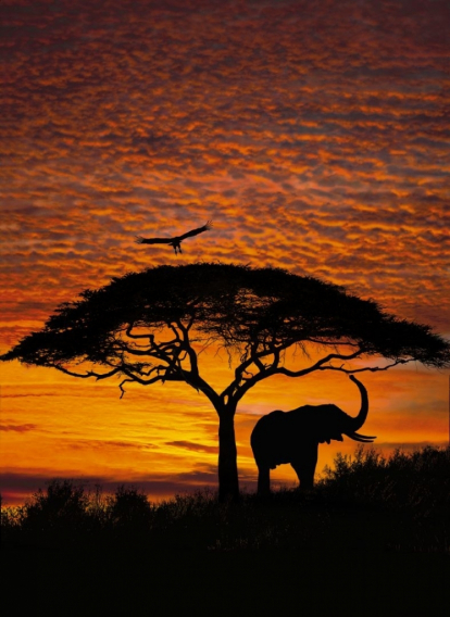 Изображение Обои Komar 4-501 African Sunset 