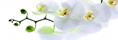 Изображение Стеновые панели Кухонные фартуки Кухонный фартук Орхидея белая на ветке 